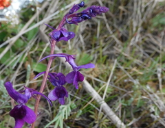 Linaria elegans