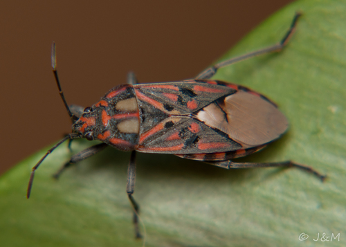 Indian Milkweed Bug