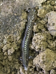 Plethodon glutinosus
