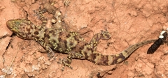 Hemidactylus turcicus