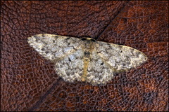 Idaea contiguaria