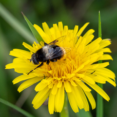 Eristalis oestracea