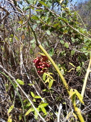 Ampelocissus acapulcensis