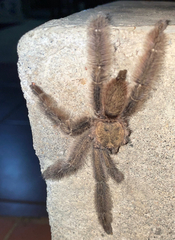 Psalmopoeus
