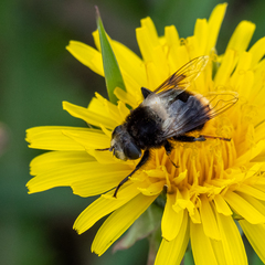 Eristalis oestracea