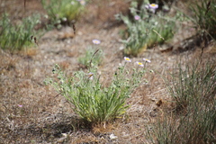 Erigeron pumilus
