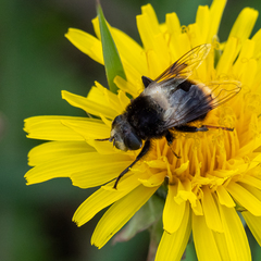 Eristalis oestracea