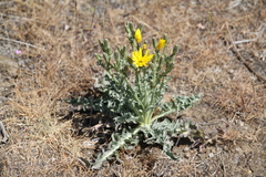 Crepis occidentalis