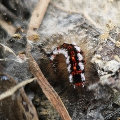 Euproctis chrysorrhoea