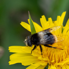 Eristalis oestracea