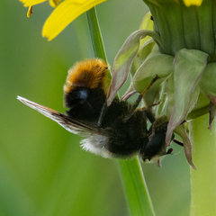 Eristalis oestracea
