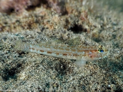 Gobius gasteveni