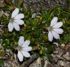 Scaevola humifusa