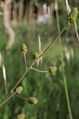 Sanguisorba hybrida