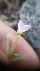 Clarkia affinis