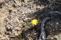 Microseris nutans