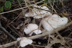 Fungi