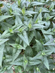 Monarda bradburiana