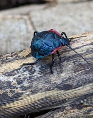 Alcaeorrhynchus