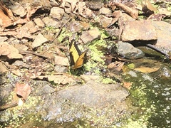 Heraclides androgeus