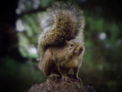 Sciurus aestuans ingrami