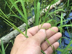 Glyceria acutiflora