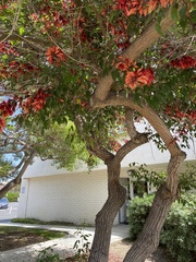 Erythrina