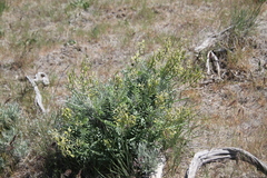 Astragalus eremiticus
