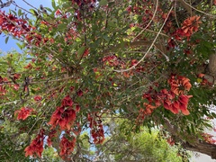 Erythrina