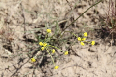 Lomatium bicolor