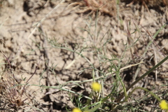 Lomatium bicolor