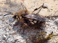 Melecta