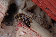 Melecta