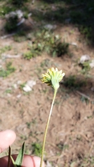 Agoseris monticola