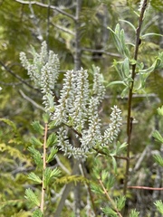 Salix pedicellaris