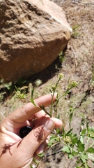 Lepidium virginicum virginicum