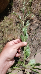 Lepidium virginicum virginicum