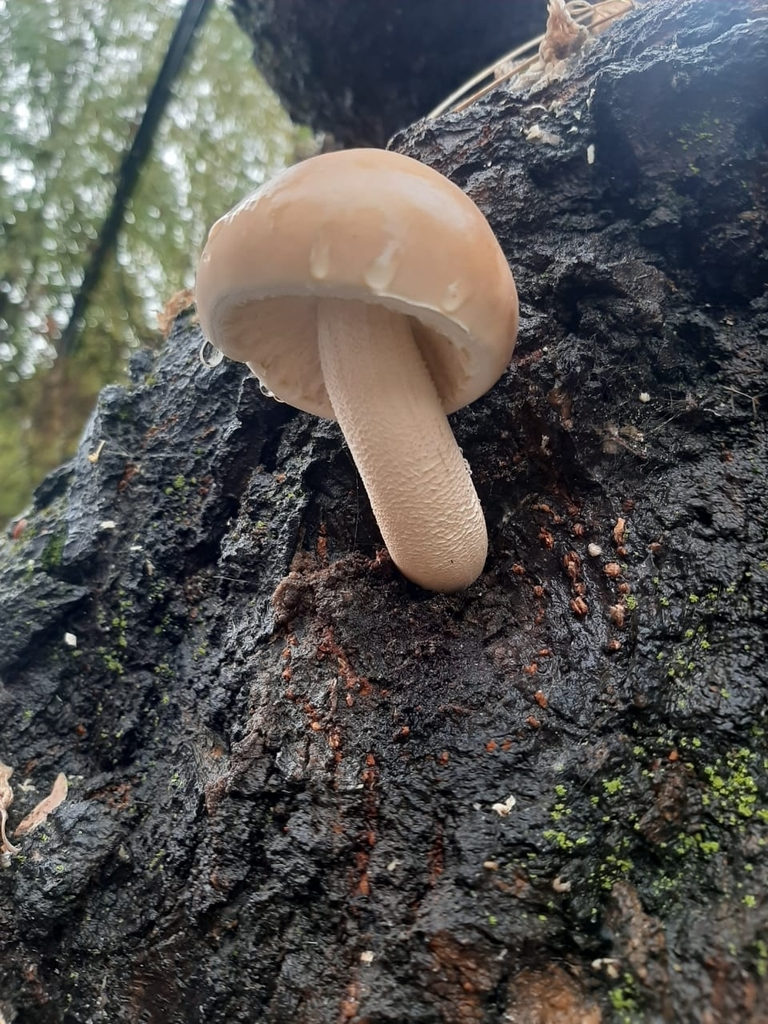 Cyclocybe cylindracea · May 2021 · photo: © soldemarmaulina (iNaturalist, cc-by)