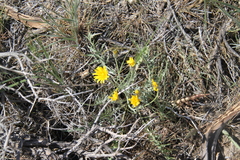 Crepis modocensis
