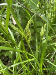 Carex davisii