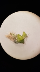 Plagiobothrys torreyi