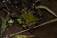 Hyla japonica