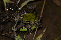 Hyla japonica