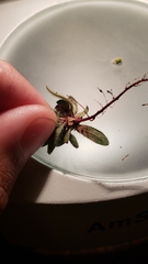 Plagiobothrys torreyi