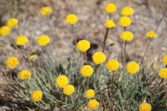 Erigeron bloomeri