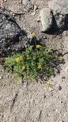 Cymopterus terebinthinus