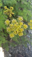 Cymopterus terebinthinus