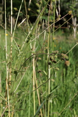 Sanguisorba hybrida