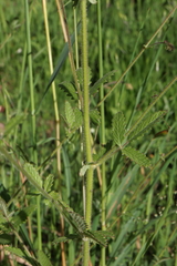 Sanguisorba hybrida