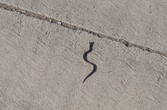 Galvarinus chilensis